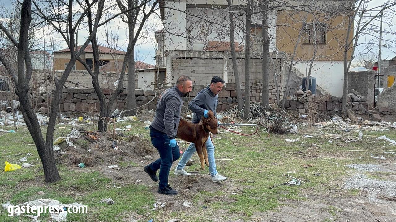 Kayseri’de Başıboş Köpek Dehşeti: 3 Yaşındaki Çocuk Ağır Yaralandı!