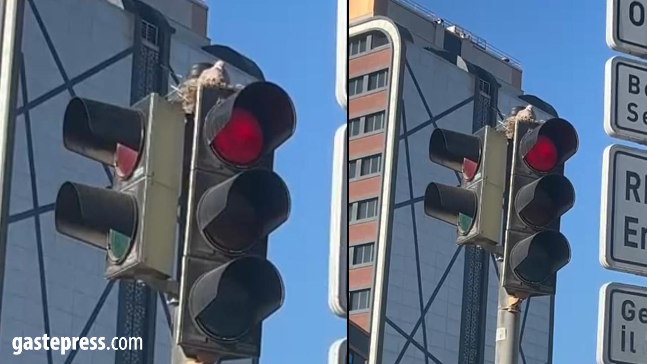 Kayseri’de Güvercin Trafik Lambasına Yuva Yaptı!
