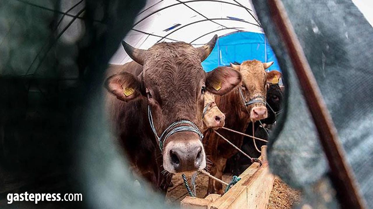Diyanet açıkladı! 2026 vekaletle kurban kesim bedeli belli oldu!