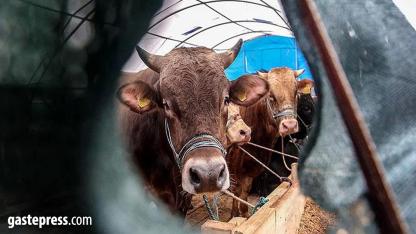 Diyanet açıkladı! 2026 vekaletle kurban kesim bedeli belli oldu!