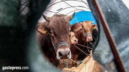 Diyanet açıkladı! 2026 vekaletle kurban kesim bedeli belli oldu!