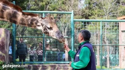 Kayseri’den Gaziantep’e uzanan aşk: Selvi anne oldu, Türkiye’nin ilk zürafa yavrusu dünyaya geldi!