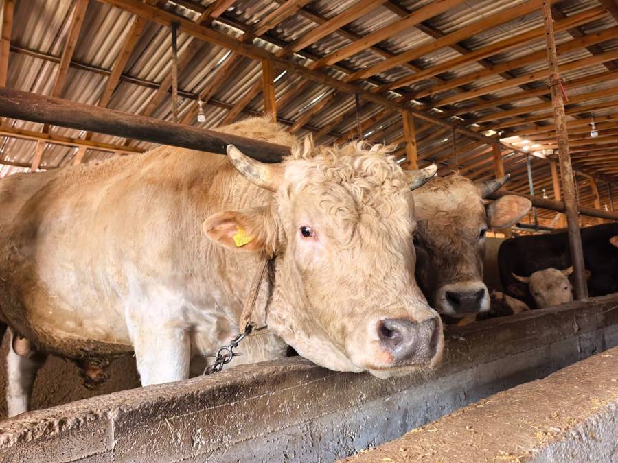 Tonluk 'Paşa' 500 bin lira!